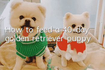 How to feed a 40-day golden retriever puppy
