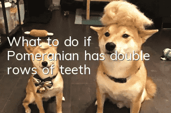 What to do if Pomeranian has double rows of teeth
