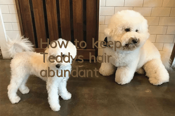 How to keep Teddy's hair abundant