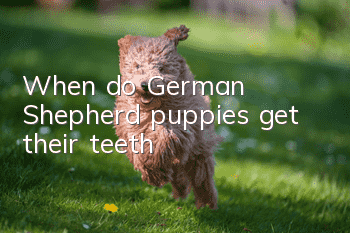 When do German Shepherd puppies get their teeth?