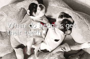 When do beagles get their teeth?