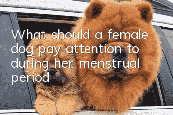 What should a female dog pay attention to during her menstrual period?