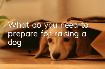 What do you need to prepare for raising a dog?
