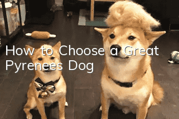 How to Choose a Great Pyrenees Dog