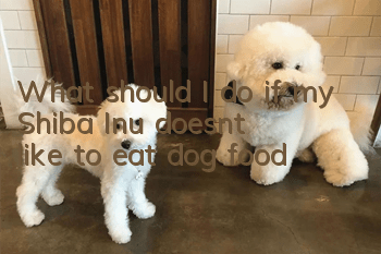 What should I do if my Shiba Inu doesn’t like to eat dog food?