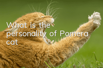 What is the personality of Pomera cat?