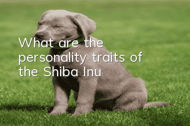 What are the personality traits of the Shiba Inu?