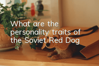 What are the personality traits of the Soviet Red Dog?
