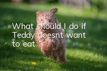 What should I do if Teddy doesn’t want to eat?