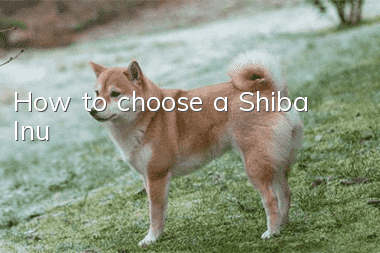 How to choose a Shiba Inu