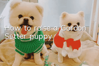 How to raise a Gordon Setter puppy