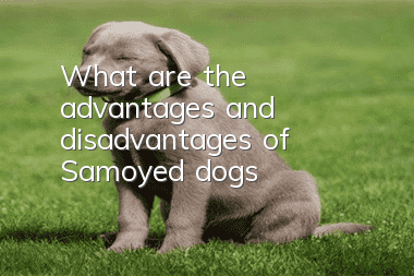 What are the advantages and disadvantages of Samoyed dogs
