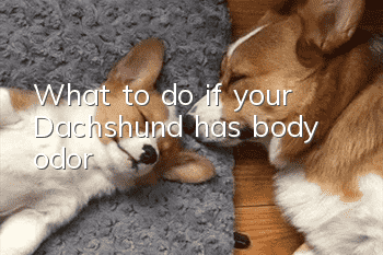 What to do if your Dachshund has body odor