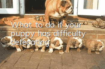 What to do if your puppy has difficulty defecating