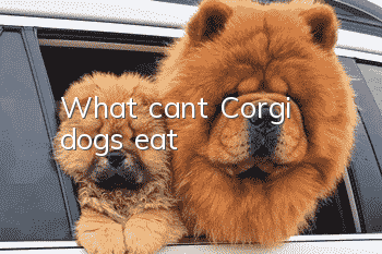 What can’t Corgi dogs eat?