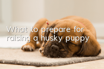 What to prepare for raising a husky puppy