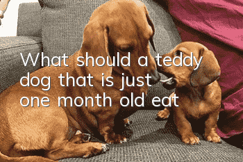 What should a teddy dog that is just one month old eat?