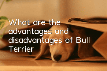 What are the advantages and disadvantages of Bull Terrier