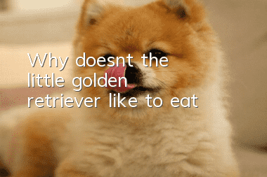 Why doesn’t the little golden retriever like to eat?