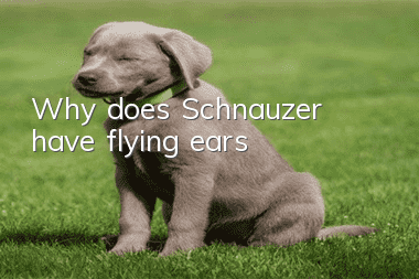 Why does Schnauzer have flying ears?