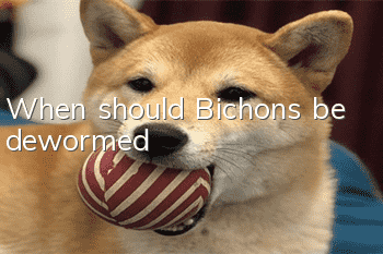 When should Bichons be dewormed?