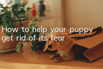 How to help your puppy get rid of its fear