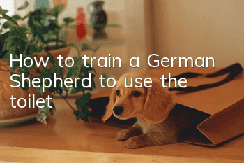 How to train a German Shepherd to use the toilet