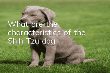 What are the characteristics of the Shih Tzu dog?