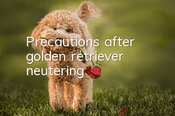 Precautions after golden retriever neutering