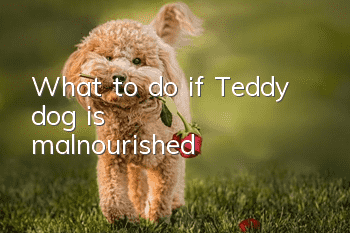 What to do if Teddy dog ​​is malnourished