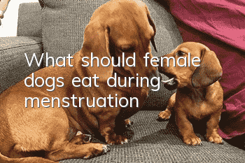 What should female dogs eat during menstruation?