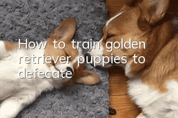 How to train golden retriever puppies to defecate