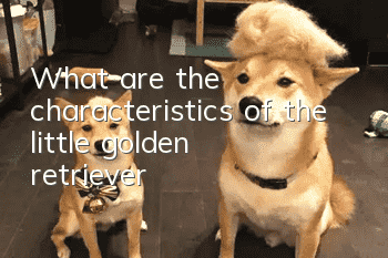 What are the characteristics of the little golden retriever?