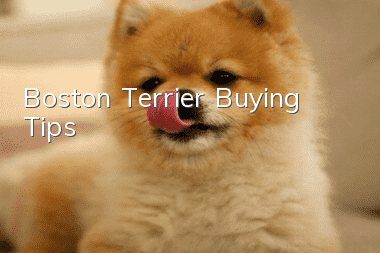 Boston Terrier Buying Tips