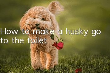 How to make a husky go to the toilet