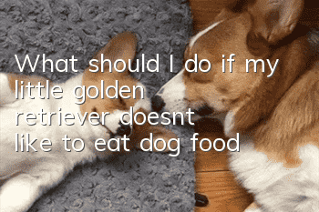What should I do if my little golden retriever doesn’t like to eat dog food?