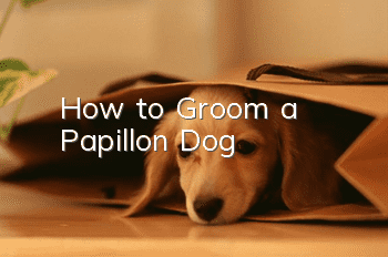 How to Groom a Papillon Dog