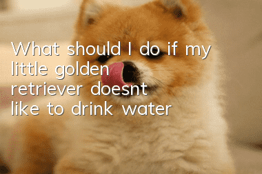 What should I do if my little golden retriever doesn’t like to drink water?