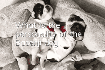 What is the personality of the Basenji dog?