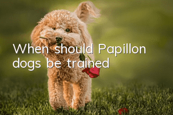 When should Papillon dogs be trained?
