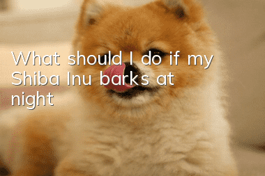 What should I do if my Shiba Inu barks at night?