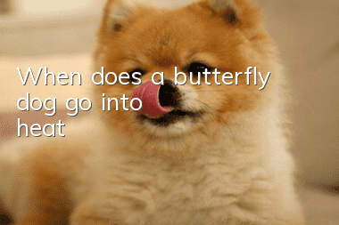 When does a butterfly dog ​​go into heat?