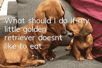 What should I do if my little golden retriever doesn’t like to eat?