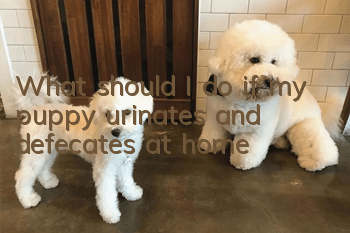 What should I do if my puppy urinates and defecates at home?