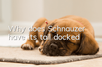 Why does Schnauzer have its tail docked?