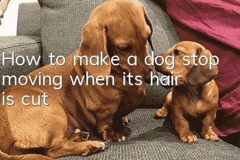 How to make a dog stop moving when its hair is cut