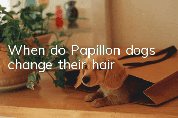 When do Papillon dogs change their hair?