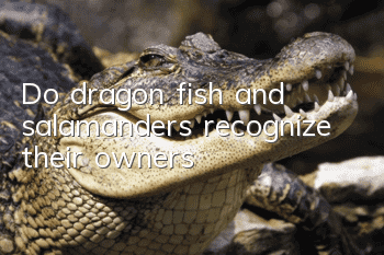 Do dragon fish and salamanders recognize their owners?