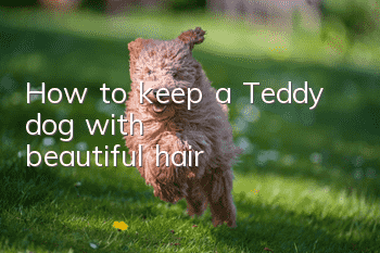 How to keep a Teddy dog ​​with beautiful hair