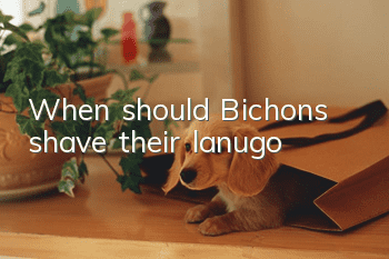When should Bichons shave their lanugo?